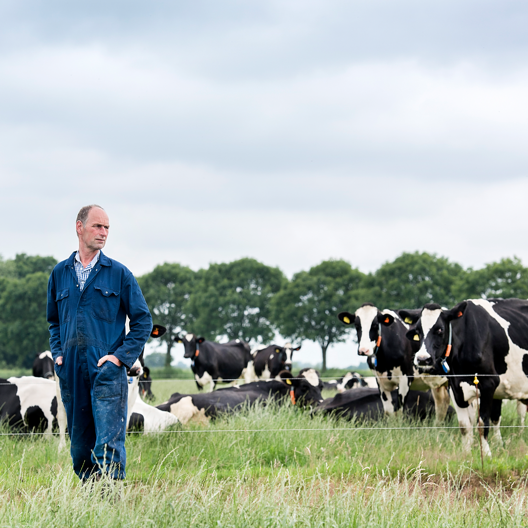 Member dairy farmer and cows